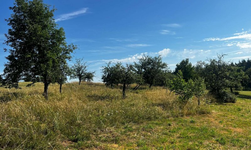 Landwirtschafts- und Waldgrundstücke ab 2,50 €/m²