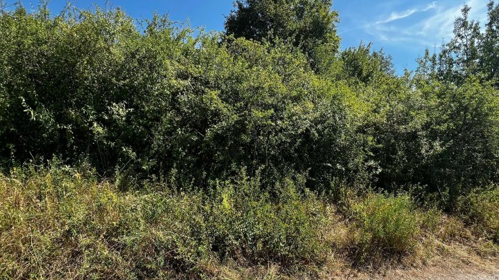 Landwirtschafts- und Waldgrundstücke ab 2,50 €/m²