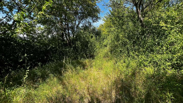 Landwirtschafts- und Waldgrundstücke ab 2,50 €/m²