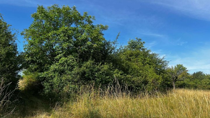 Landwirtschafts- und Waldgrundstücke ab 2,50 €/m²