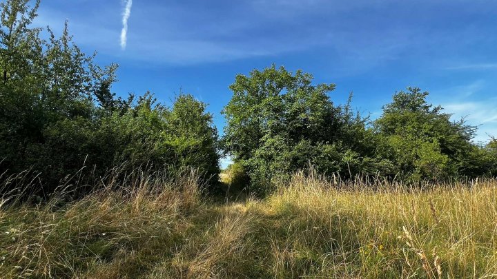 Landwirtschafts- und Waldgrundstücke ab 2,50 €/m²
