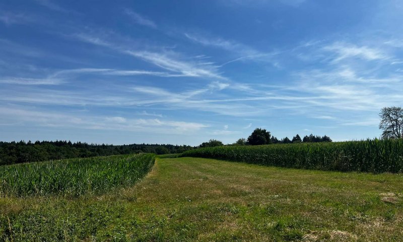 Landwirtschafts- und Waldgrundstücke ab 2,50 €/m²