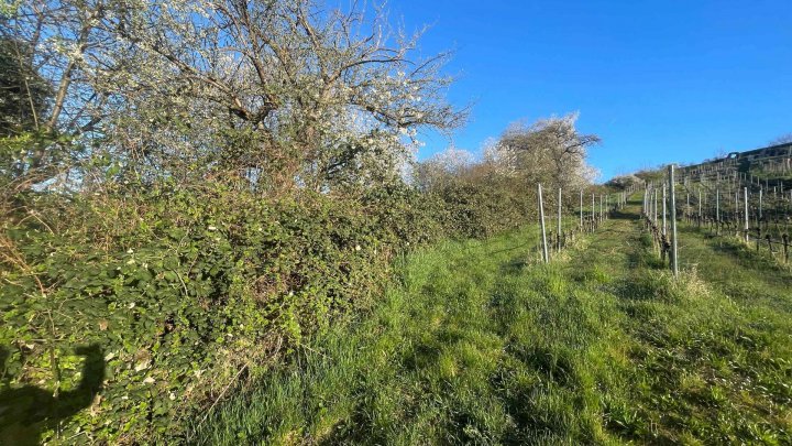 Landwirtschaftsfläche / Weinbaufläche