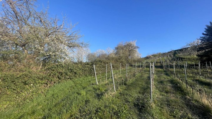 Landwirtschaftsfläche / Weinbaufläche