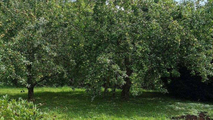 Viel Platz für die große Familie